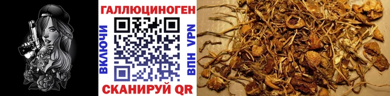 Купить закладки  Балашиха  Псилоцибиновые грибы мицелий 